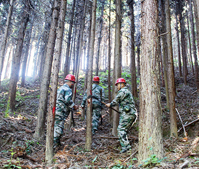 嚴把森林培育質量關，譜寫資源培育新篇章