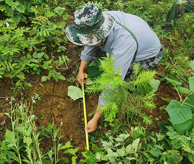 嚴把森林培育質量關，譜寫資源培育新篇章