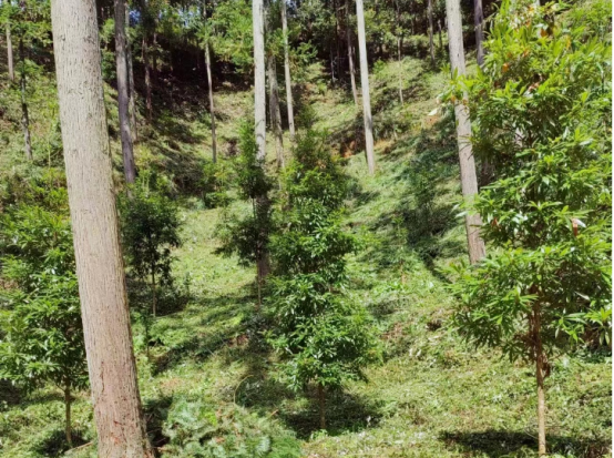 琵琶丘工區(qū):三明市森林質(zhì)量精準(zhǔn)提升工程業(yè)務(wù)培訓(xùn)現(xiàn)場(chǎng)示范 琵琶丘工區(qū):三明市森林質(zhì)量精準(zhǔn)提升工程業(yè)務(wù)培訓(xùn)現(xiàn)場(chǎng)示范